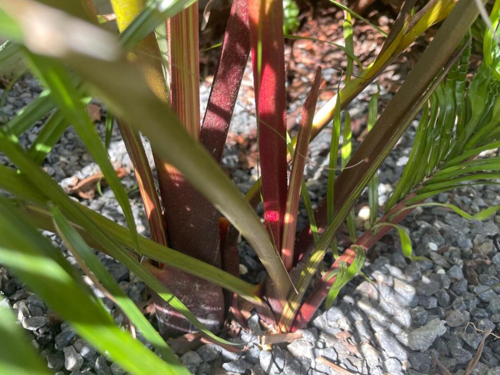 IMG_2859.jpeg