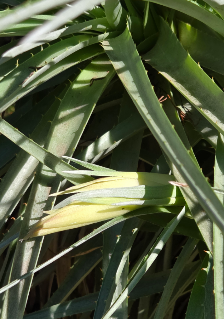Puya_venustra2.png