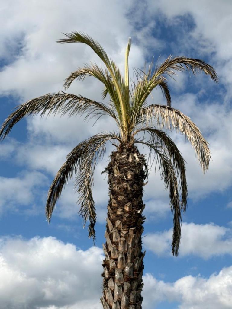 Tested Palm_Photo.2.jpg