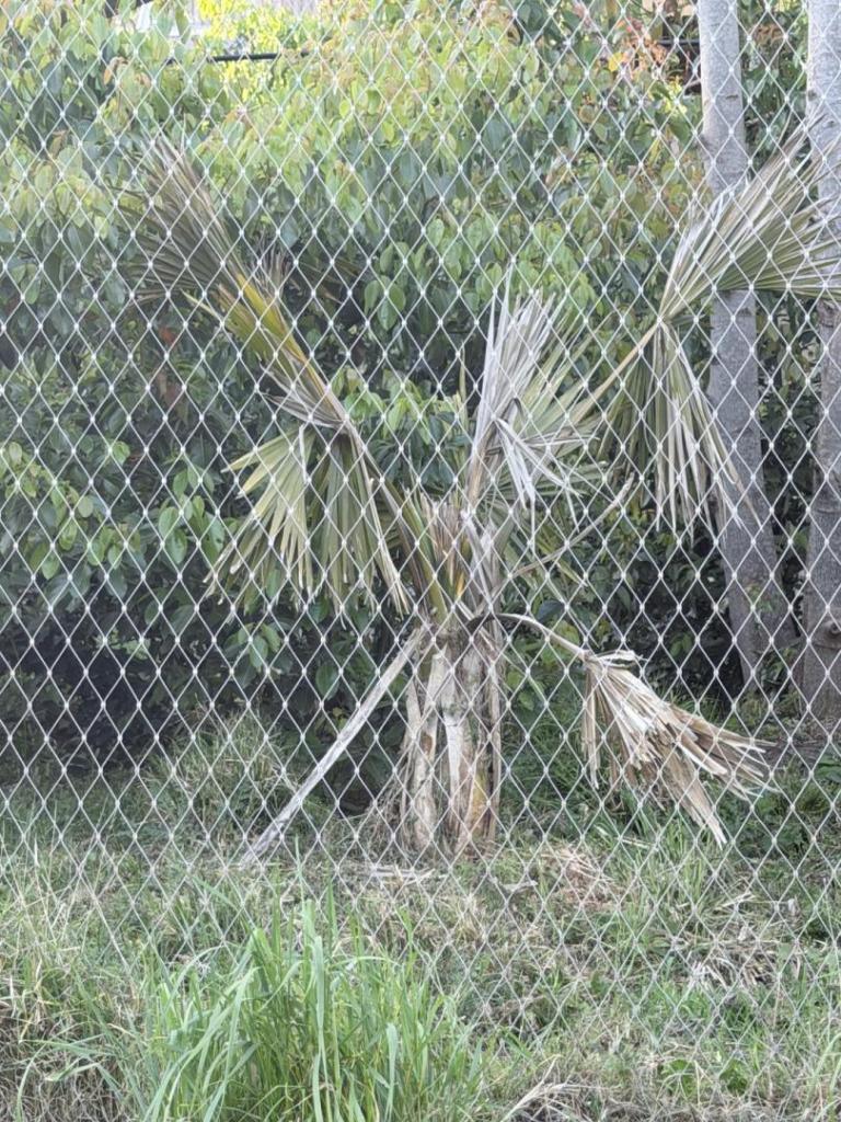 IMG_0250.thumb.jpeg.38a6cff5a4e90f01cde05e2925cb28f4.jpeg