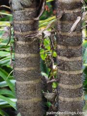 Bactris gasipaes 2.jpg