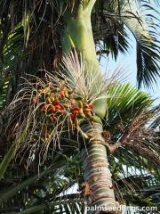 Carpoxylon macrospermum.jpg