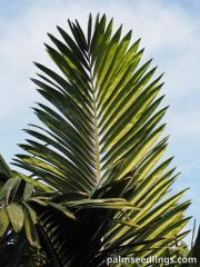 Chambeyronia macrocarpa.jpg