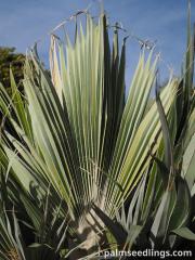 Pritchardia hillebrandii 'blue form'.jpg