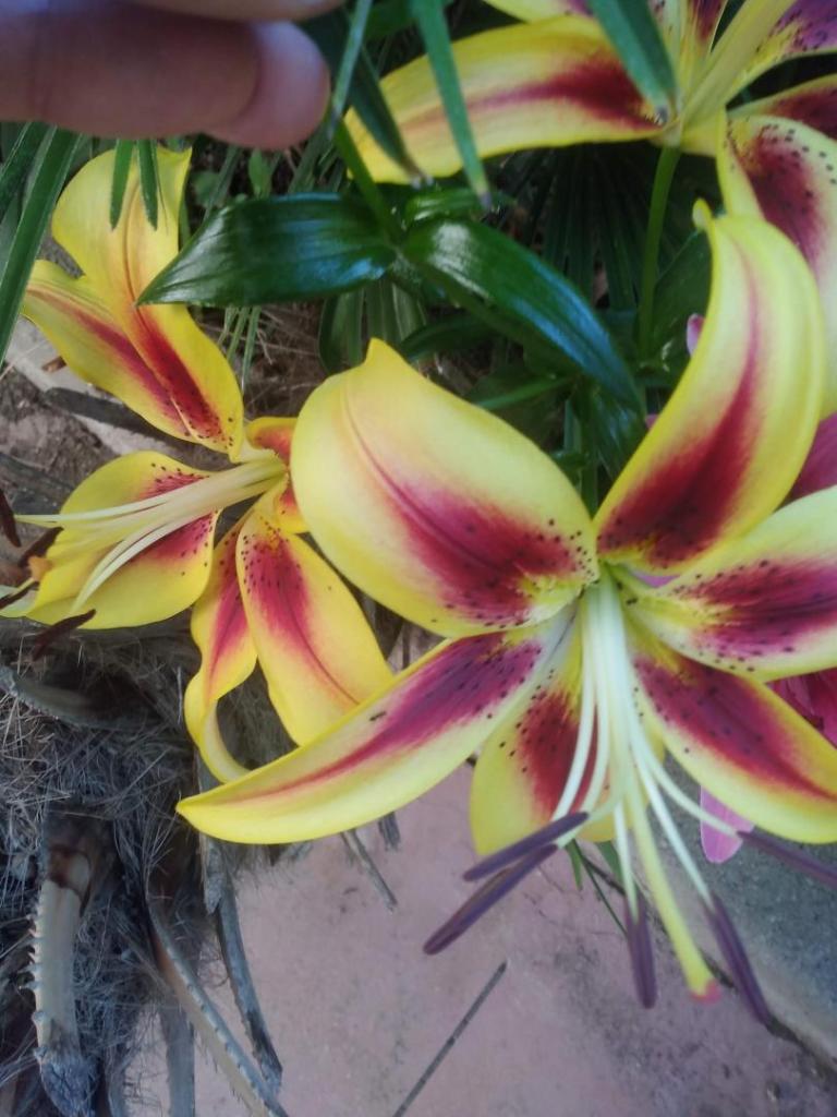 IMG_20260524_074521.jpg