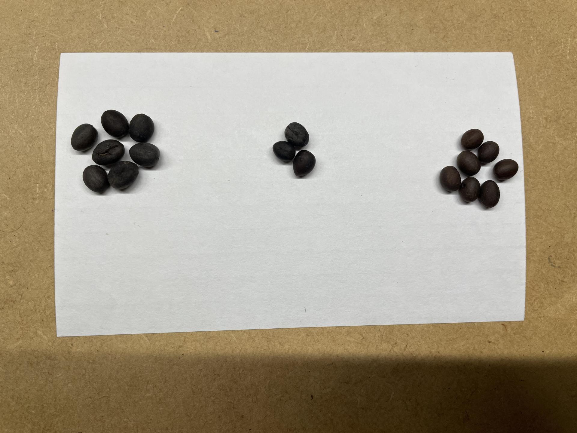 Palm ID help, mixed up my seeds!