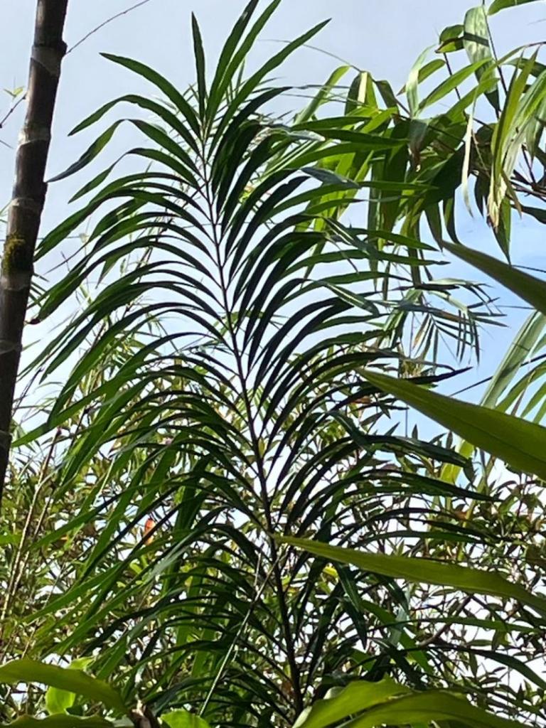 IMG_4835.jpeg