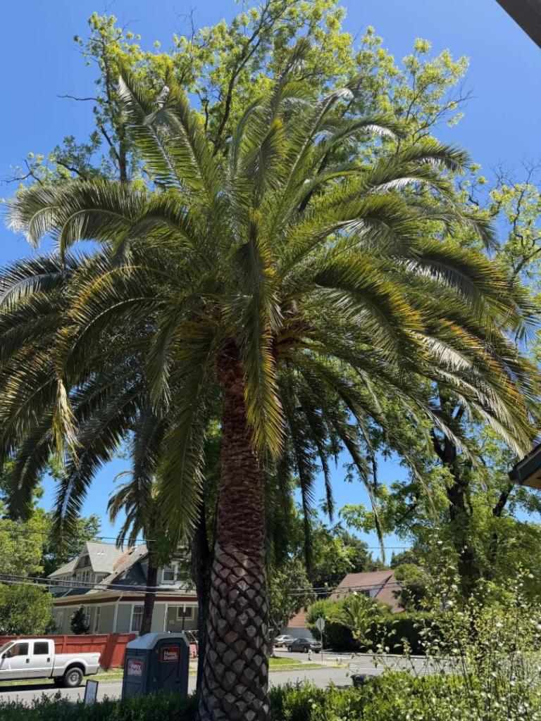 canary isl date palm 05 18 2026.jpeg
