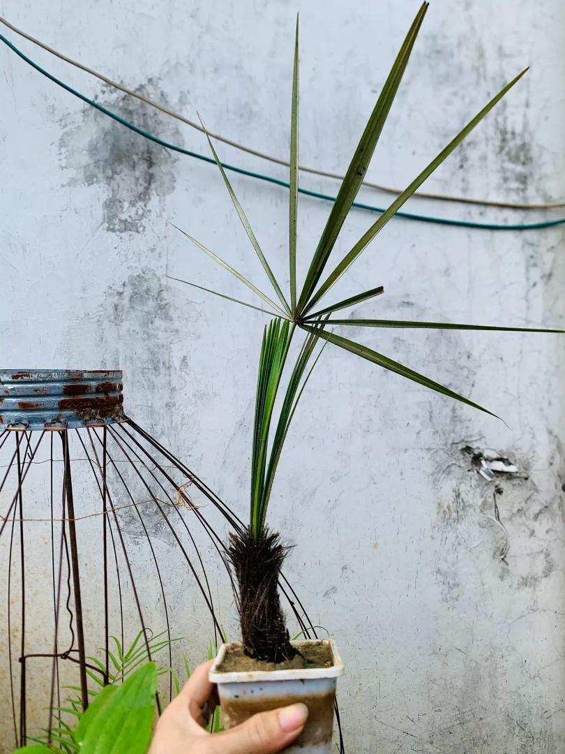 I’m attempting to grow Copernicia fallaensis as an indoor potted plant