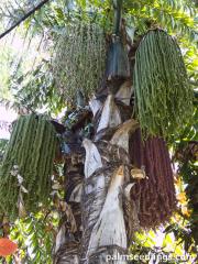 Caryota obtusa.jpg