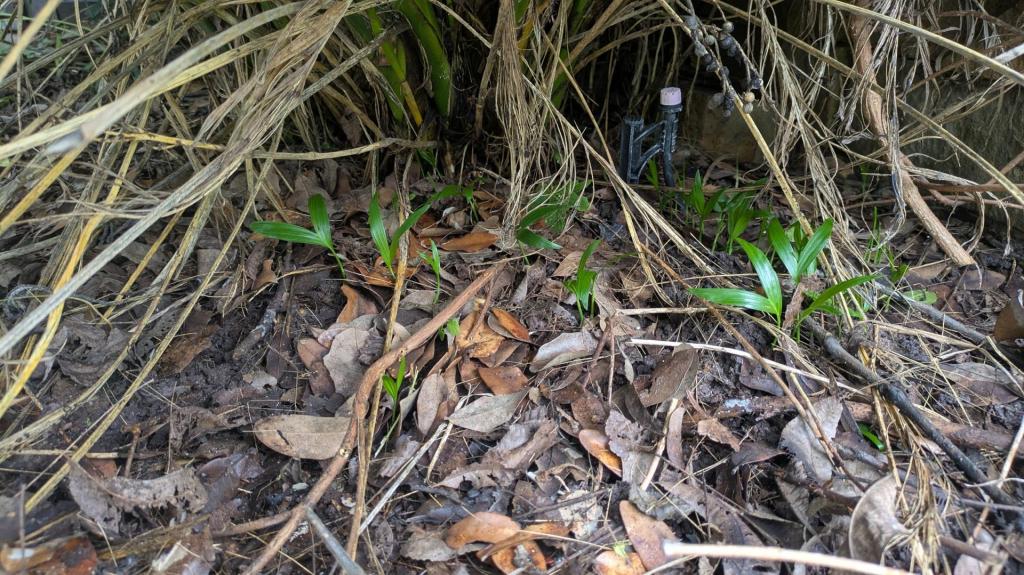 Ch. cat seedlings web.jpg