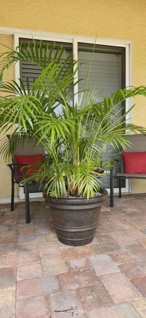 Current Condition of Palm.jpg