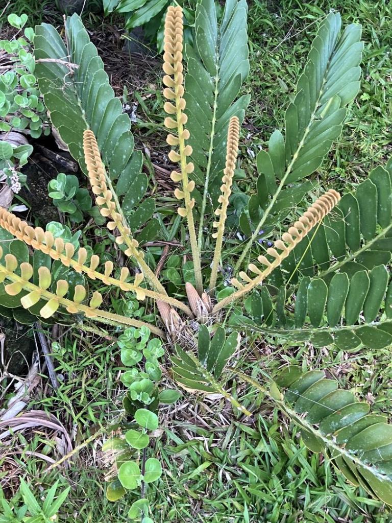 IMG_5033.jpeg