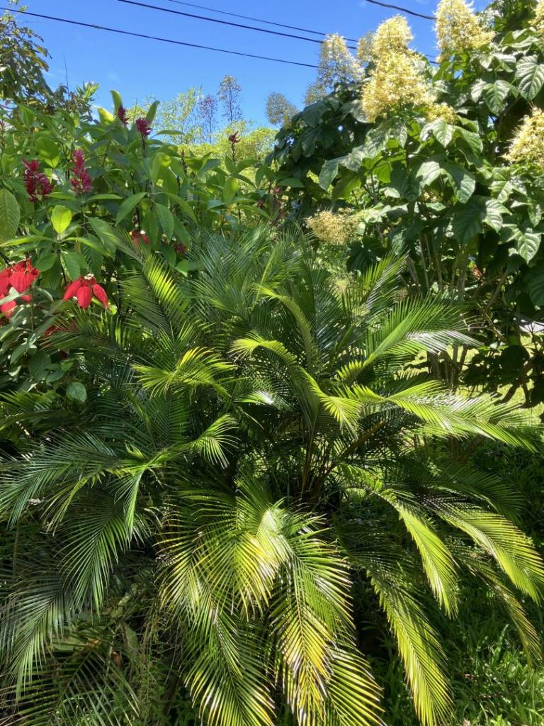 IMG_5047.jpeg