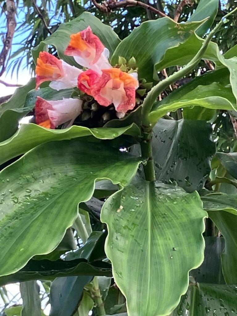 IMG_5059.jpeg
