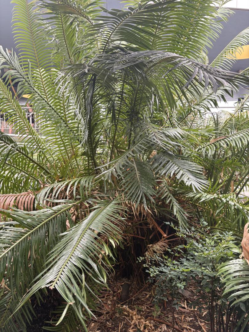 Florida Palm