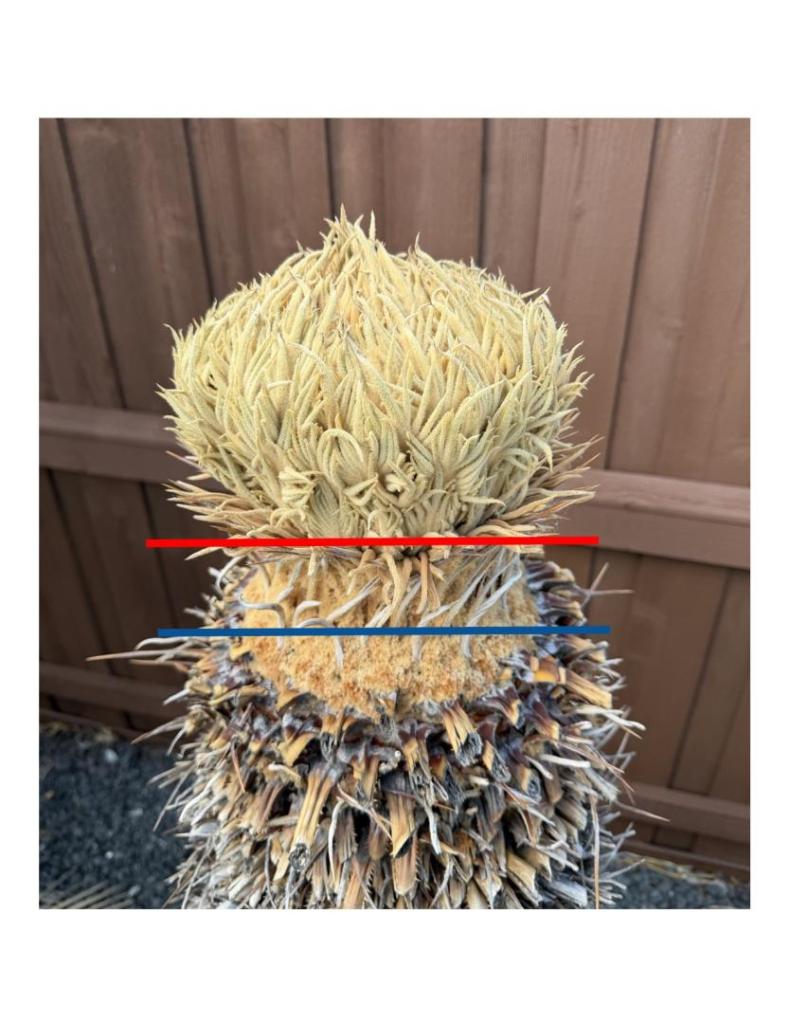 Sago Palm.jpg