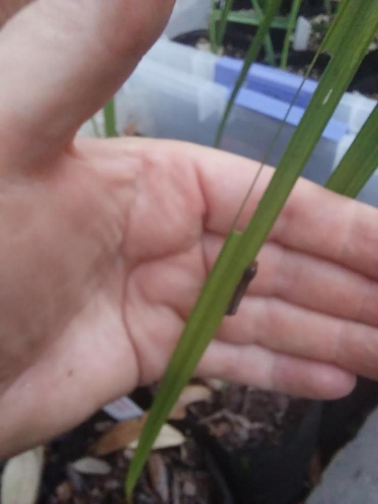 caterpillar on sab mex - Copy.jpg