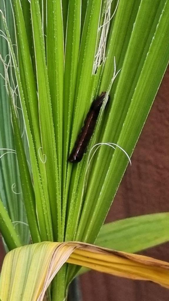caterpillar on was fil - Copy.jpg