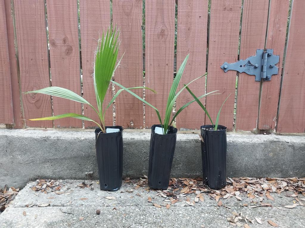 palm_seedlings_20260606 - Copy.jpg