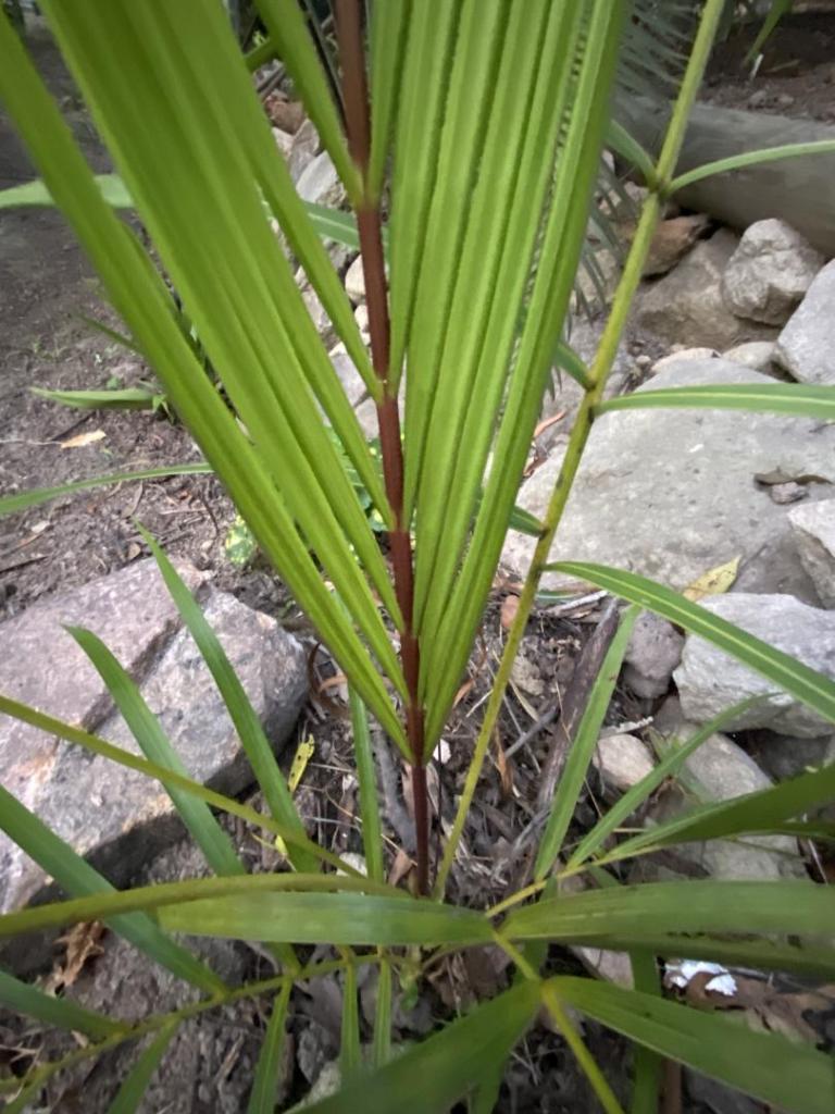 IMG_5595.jpeg