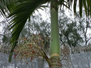 post-0-002828200 1329039065_thumb.jpg