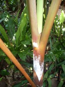 post-0-045373200 1320309778_thumb.jpg