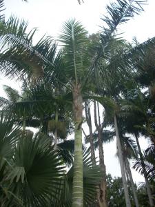 post-0-052401200 1334624815_thumb.jpg