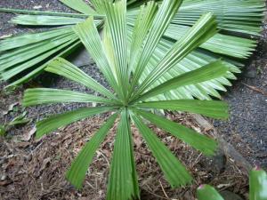 post-0-093890300 1319252628_thumb.jpg