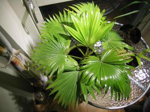 post-10152-0-21268800-1418228220_thumb.j