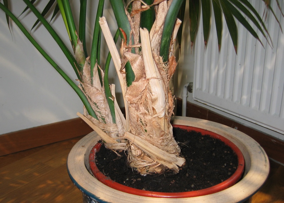 Stem/trunk forming?
