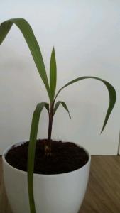 post-10152-0-99407000-1434727341_thumb.j