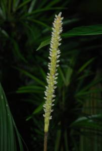 post-1017-0-01385000-1412518498_thumb.jp