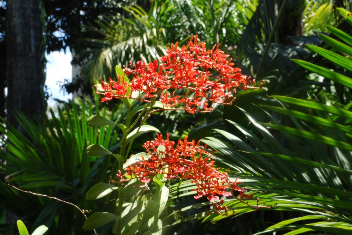 Color in the garden - DISCUSSING PALM TREES WORLDWIDE - PalmTalk