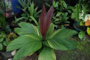 post-1017-0-35701300-1410098900_thumb.jp