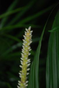 post-1017-0-35816900-1412518510_thumb.jp