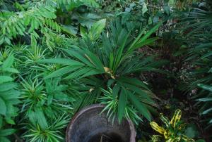 post-1017-0-69454800-1412523259_thumb.jp