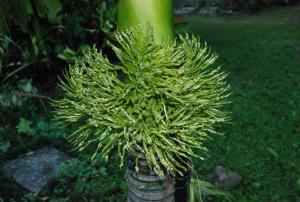 post-1017-0-72334800-1428593966_thumb.jp