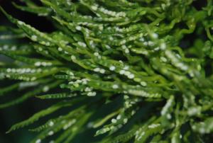 post-1017-0-72646500-1428593991_thumb.jp