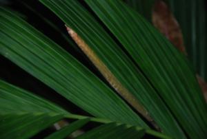 post-1017-0-75265100-1412518492_thumb.jp