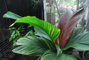 post-1017-0-77484400-1434033551_thumb.jp