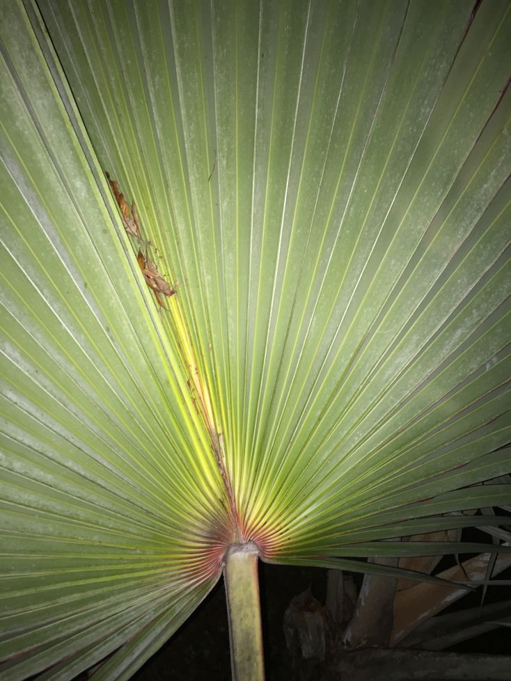 Bismarckia nobilis red leaf