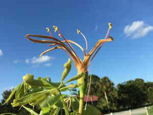 post-10183-0-82131600-1437322411_thumb.j