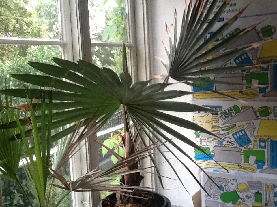 Bismarkia Nobilis sun hours