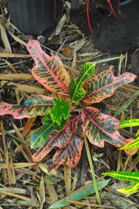 post-1035-0-15445800-1413168648_thumb.jp