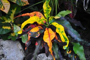 post-1035-0-19780900-1413168247_thumb.jp