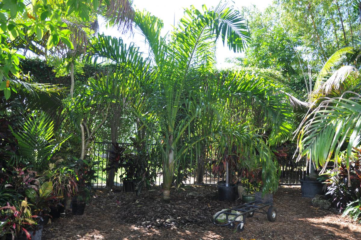 Magnificent U-Dig Palms For Sale