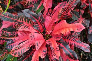 post-1035-0-92190300-1413168636_thumb.jp