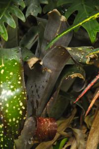 post-1035-0-93635200-1387546991_thumb.jp