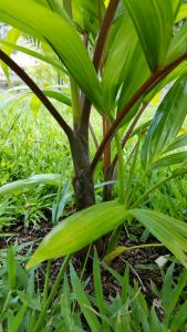 post-10373-0-11237200-1439864313_thumb.j